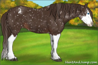 Horse Color:Liver Chestnut Sabino Splash Appaloosa 