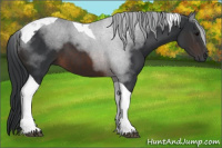 Horse Color:Brown Tobiano 