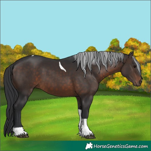 Horse Color:Brown Tobiano 
