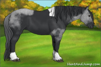 Horse Color:Black Tobiano 