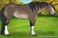 Horse Color:White Spotted Brown Dun 