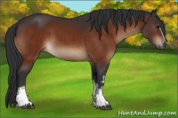 Horse Color:White Spotted Bay