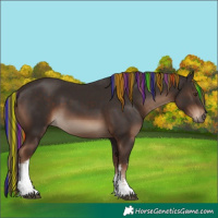 Horse Color:Painted White Spotted Liver Chestnut 