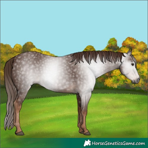 Horse Color:Gray Chestnut 