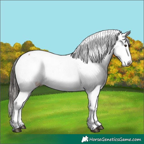 Horse Color:Liver Red Dun Sabino Splash Appaloosa 