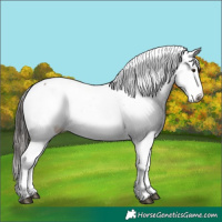 Horse Color:Liver Red Dun Sabino Splash Appaloosa 