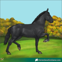 Horse Color:Black  and Black 
