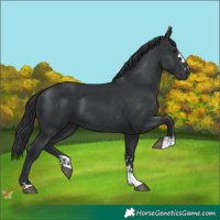 Horse Color:Black and Black
