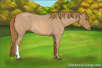 Horse Color:Red Roan 