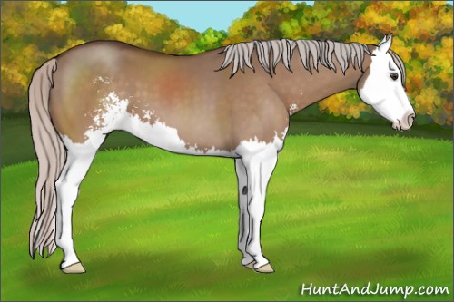 Horse Color:Silver Brown Dun Sabino Splash 