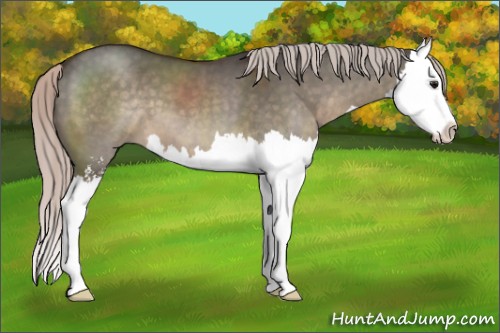 Horse Color:Silver Brown Dun Sabino Splash 