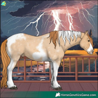 Horse Color:Red Dun Tobiano Frame 