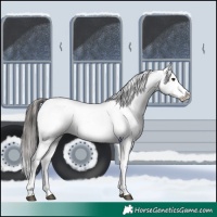 Horse Color:Liver Chestnut Sabino Splash Snowflake Varnish