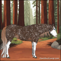 Horse Color:Liver Chestnut Sabino Splash Snowflake Varnish