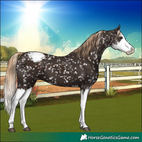 Horse Color:Liver Chestnut Sabino Splash Appaloosa 