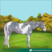 Horse Color:Watercolor White Spotted Silver Brown Splash Tobiano 