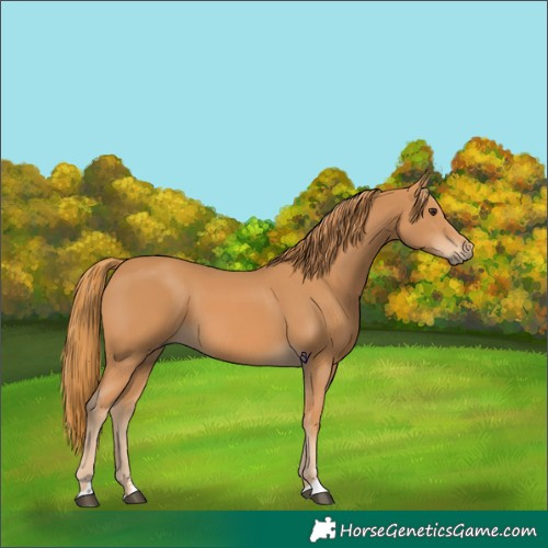 Horse Color:Chestnut 