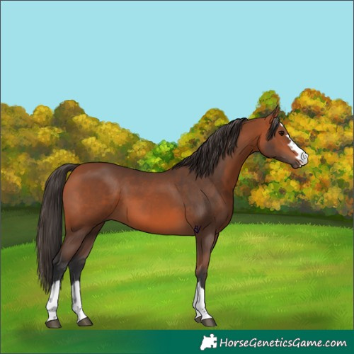 Horse Color:Bay 