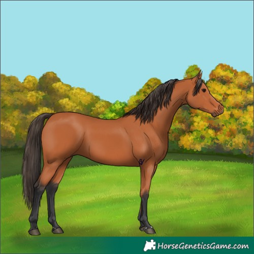 Horse Color:Bay 