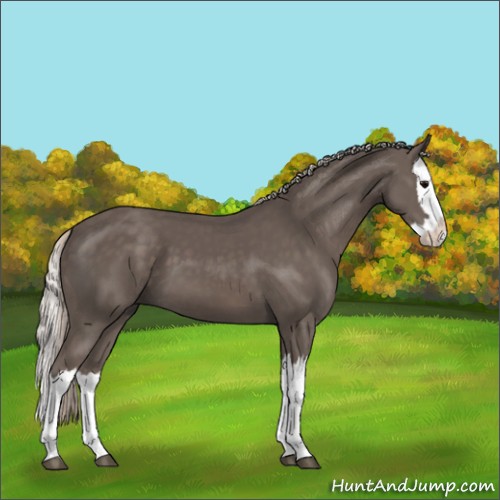 Horse Color:Silver Black Splash 