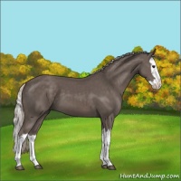 Horse Color:Silver Black Splash 