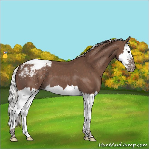 Horse Color:Silver Black Splash Appaloosa