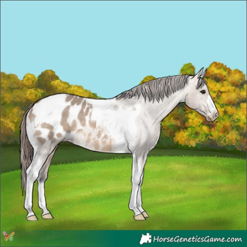 Horse Color:Bay Dun Tobiano Appaloosa 