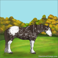 Horse Color:Liver Chestnut Sabino Splash Snowcap