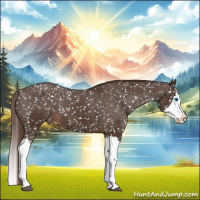 Horse Color:Liver Chestnut Sabino Splash Appaloosa 