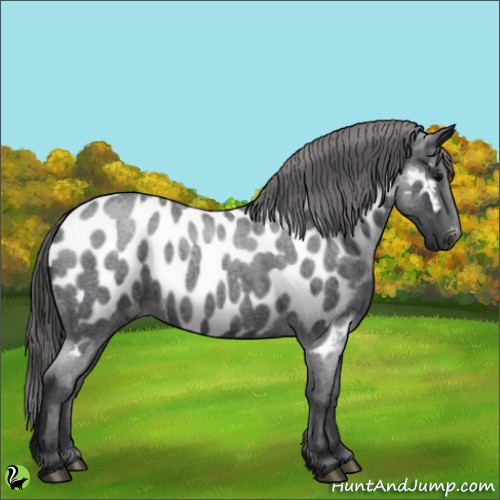 Horse Color:Blue Roan Appaloosa 