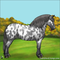 Horse Color:Blue Roan Appaloosa 