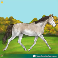 Horse Color:White Spotted Classic Cream Champagne Ice 
