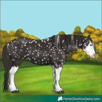 Horse Color:Liver Chestnut Sabino Splash Appaloosa 