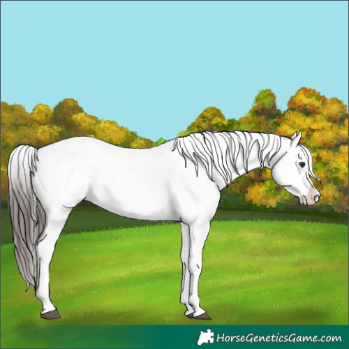 Horse Color:Liver Chestnut Sabino Splash Snowflake Varnish