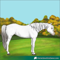 Horse Color:Liver Chestnut Sabino Splash Snowflake Varnish