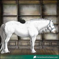 Horse Color:Liver Chestnut Sabino Splash Appaloosa