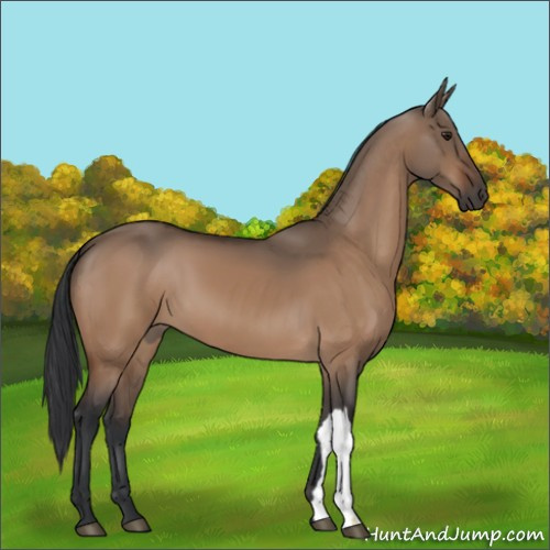 Horse Color:Brown Dun 