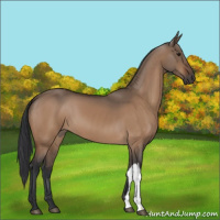 Horse Color:Brown Dun 