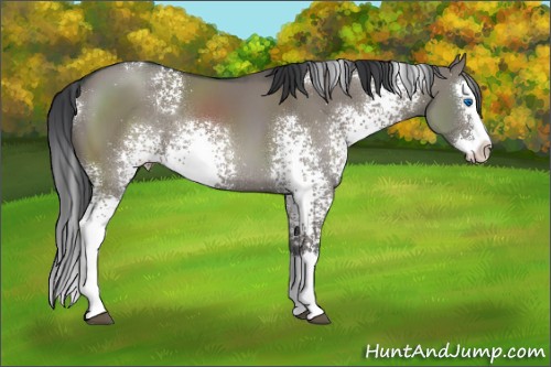 Horse Color:White Spotted Grullo Splash Rabicano 