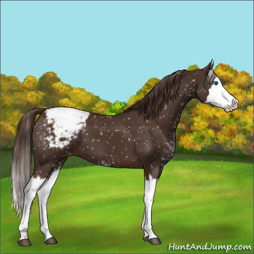 Horse Color:Liver Chestnut Sabino Splash Appaloosa 
