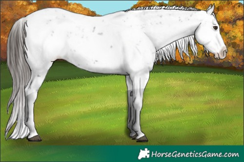 Horse Color:Liver Chestnut Sabino Splash Appaloosa 