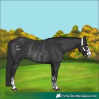 Horse Color:Black  and Black Rabicano 
