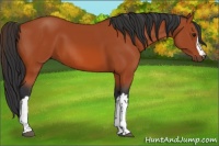 Horse Color:Bay 
