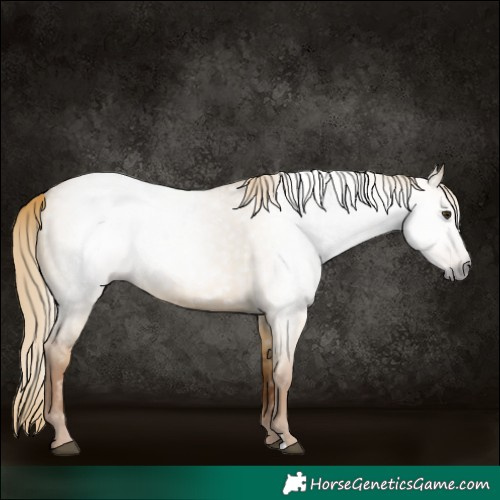 Horse Color:Gray Red Dun 
