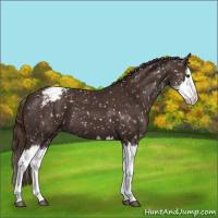 Horse Color:Liver Chestnut Sabino Splash Snowflake Varnish