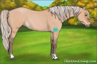 Horse Color:Silver Bay Roan Dun