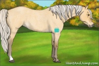 Horse Color:Silver Buckskin Roan Dun