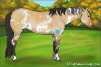 Horse Color:White Spotted Buckskin Dun Rabicano
