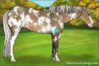 Horse Color:White Spotted Silver Smoky Grullo Sabino Rabicano