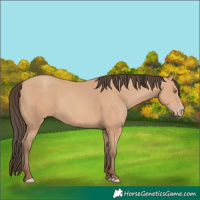 Horse Color:Amber Champagne 